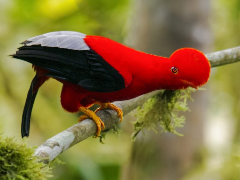 The Andean Cock-of-the-Rock in Manu National Park: The Ultimate Guide to Wildlife Viewing in the Peruvian Cloud Forest