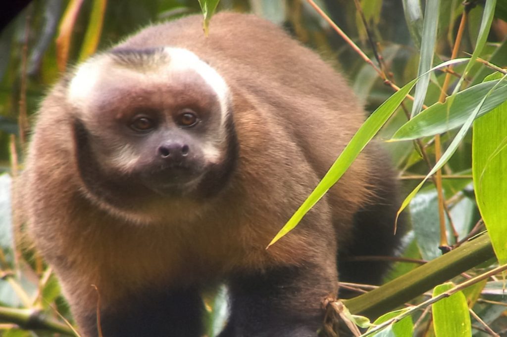 manu national park monkey amazonperutravellers