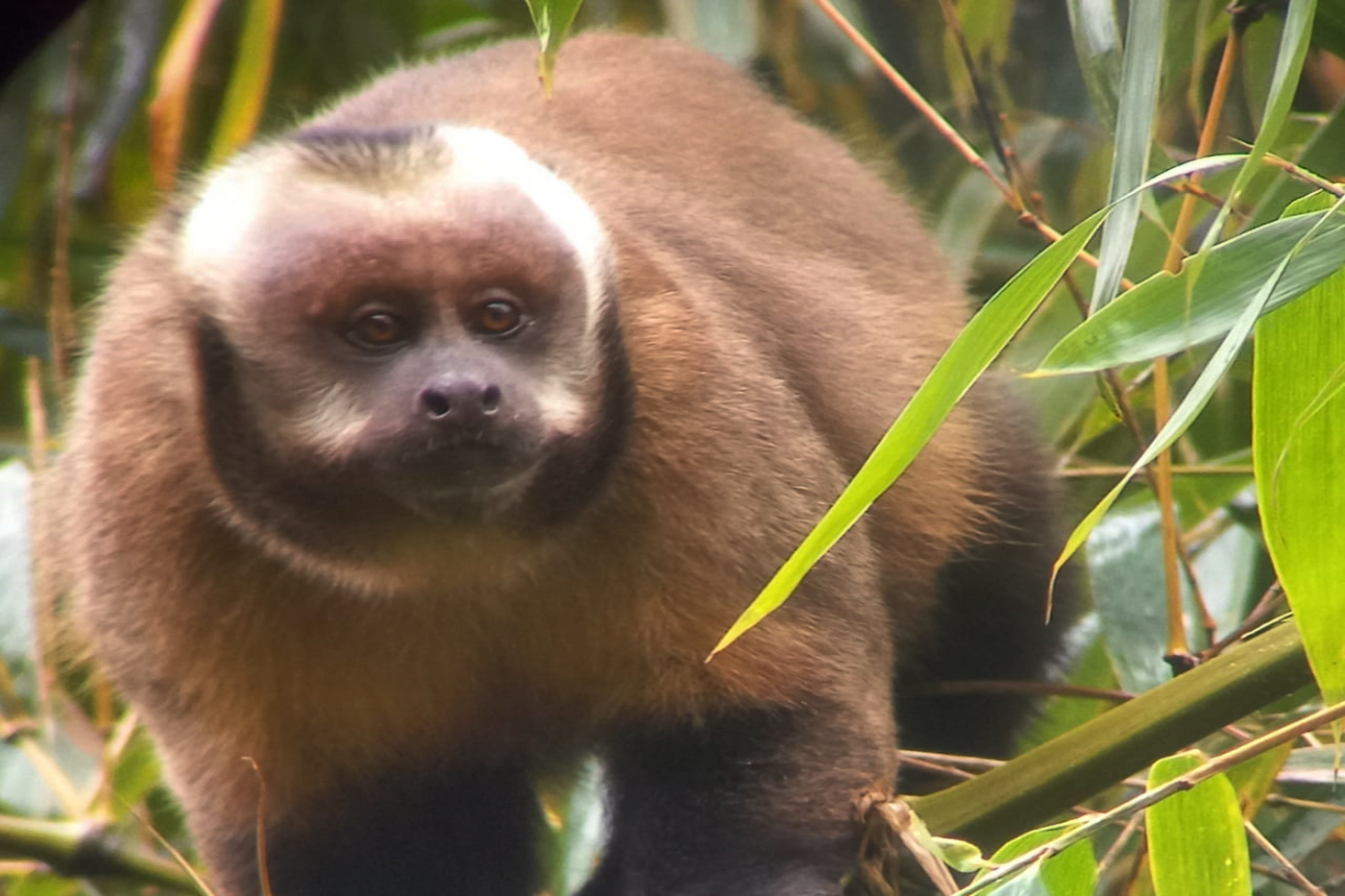 manu national park monkey amazonperutravellers
