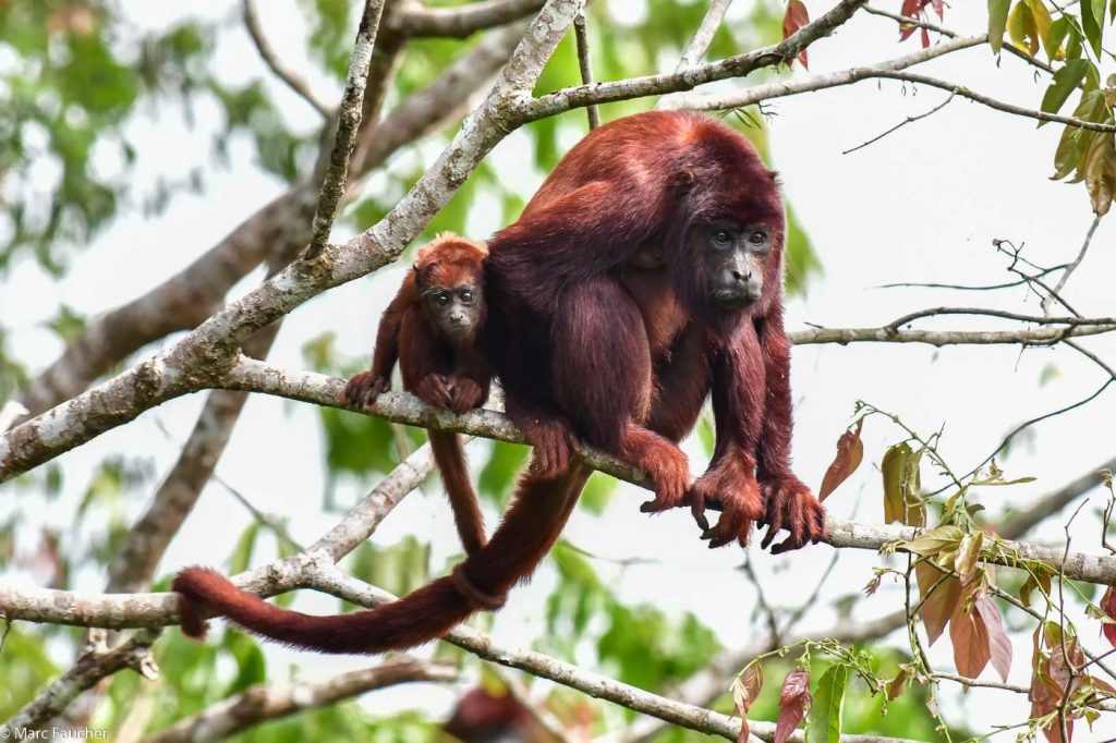 Howler Monkeys & More: Primate Diversity in Manu Reserve