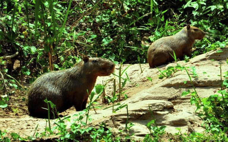Is Sandoval Lake Worth It? Cost, Wildlife, and Best Eco-Lodges