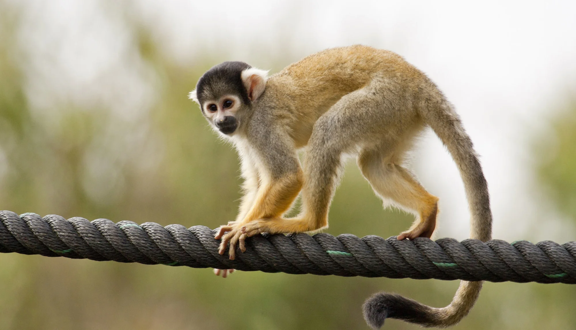 Monkey msnu tour cusco