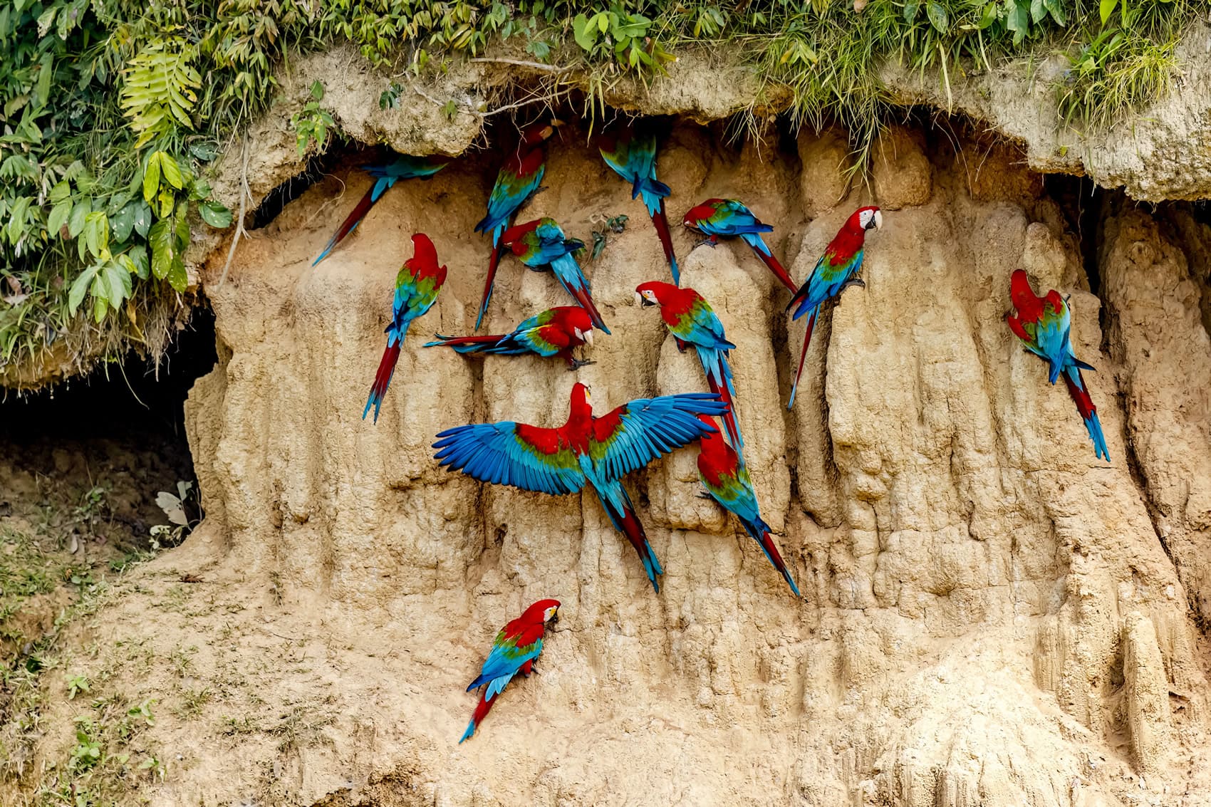 collap de guacamayos manu tour cusco