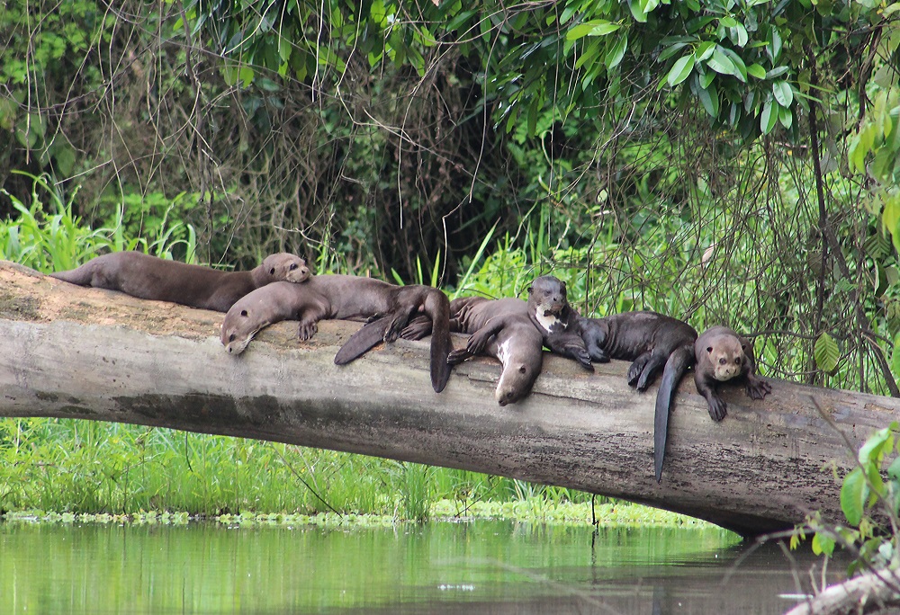 Manu Reserved Zone Tour: Natural Paradise 6D/5N