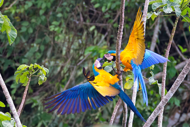 Macaw Palm Lick tambopata lodge sandoval lake reserve